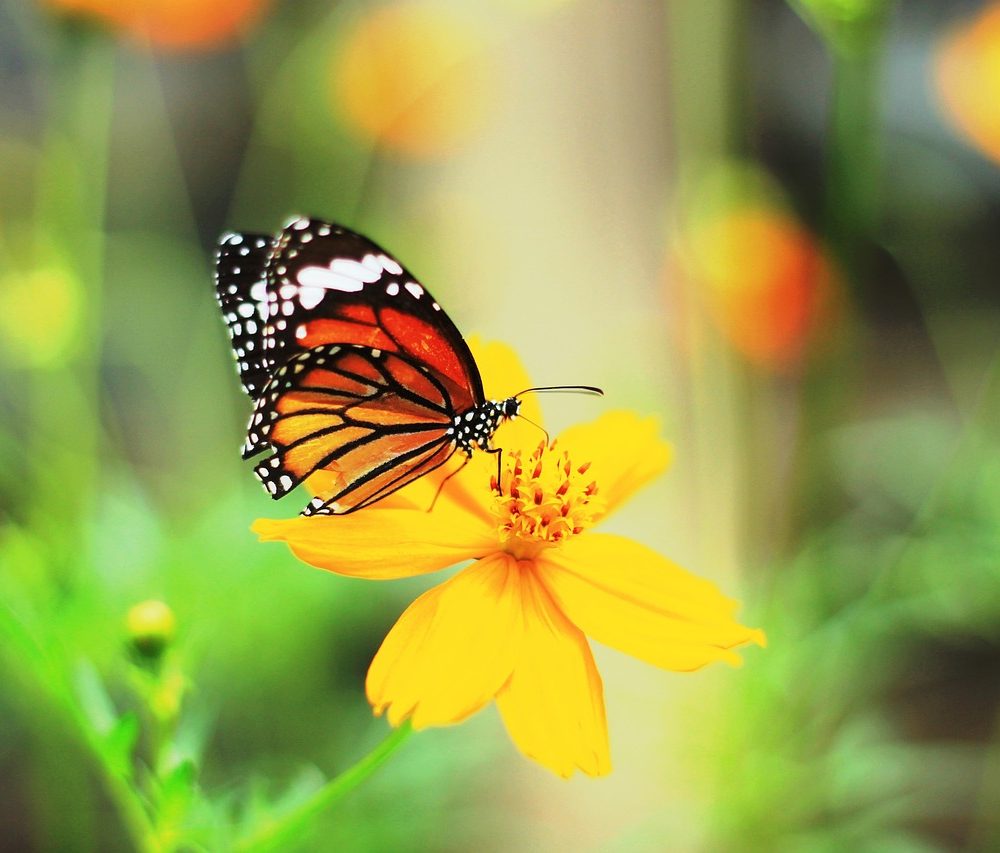 Miscarriage grief – are tests and scans the culprit? butterfly-804695_1280
