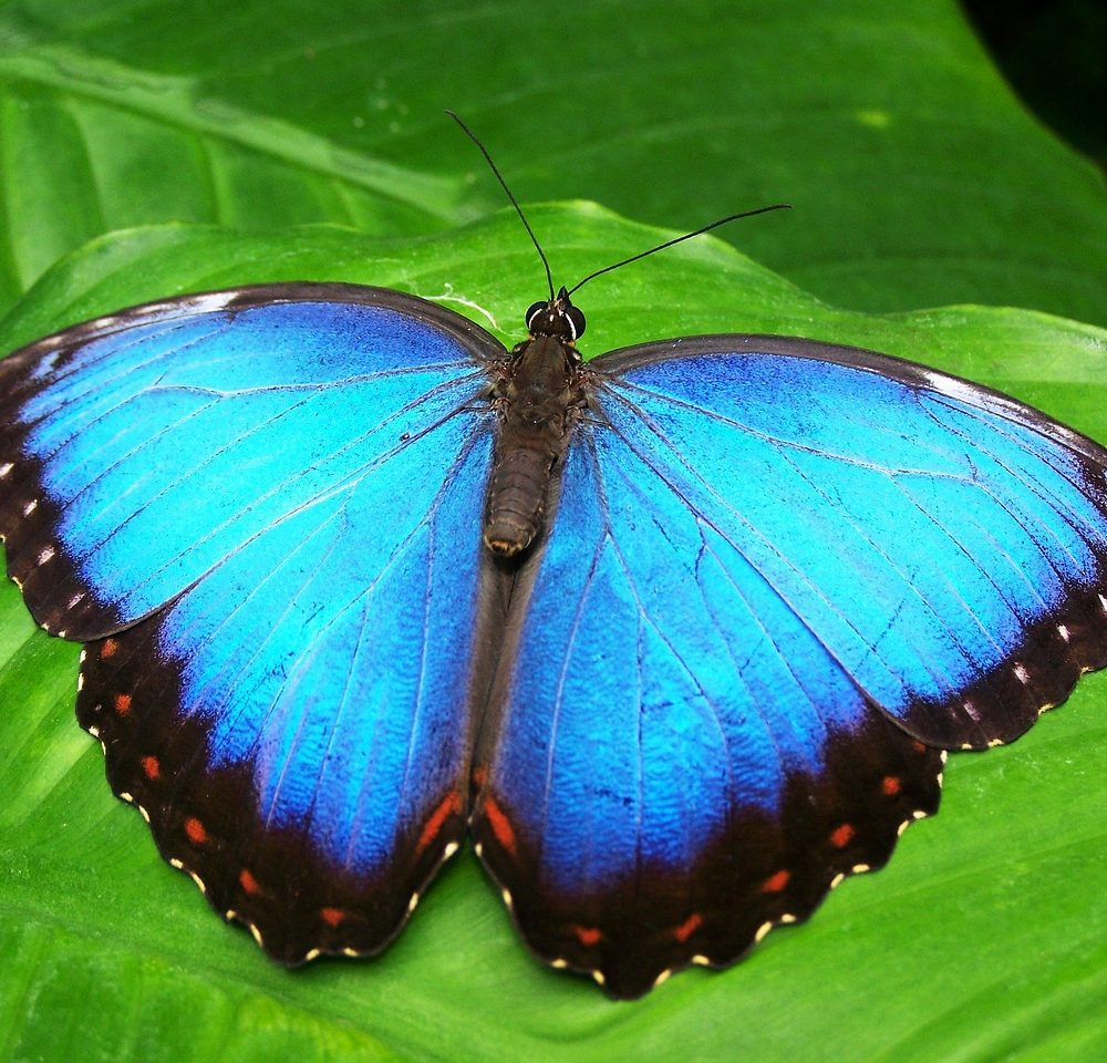 Navigating the grief of miscarriage butterfly-142506_1280